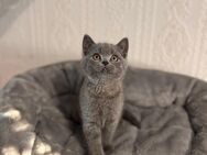 Reinrassige BKH Kitten abzugeben – geboren am 06.03.2025 - Essen