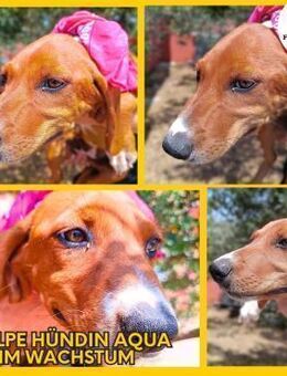 Aqua Welpe Jagdhund Mischling Hündin - Margetshöchheim