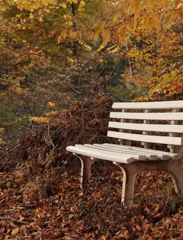 Fotograf bietet Outdoor-Herbstshooting – nur 79,00 € - Erbach Zentrum