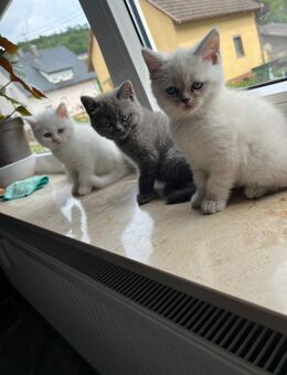 Britisch Kurzhaar Kitten - Erlenbach