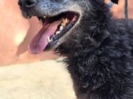 OldBoy ♥Billy♥ Senior sucht Treue+Liebe - Hamburg