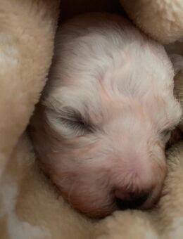 Bichon Frise Welpen - Beckum Zentrum