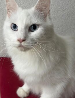 Maine coon katze weiß blaue Augen - Kandel