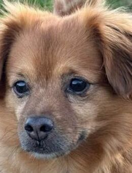 Nacho, mit großem Herzen sucht Familie - Dittelbrunn