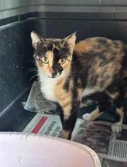 Inez aus dem Tierschutz - Grevenbroich