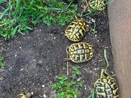 Griechische Landschildkröten LOL - Neustadt (Coburg)