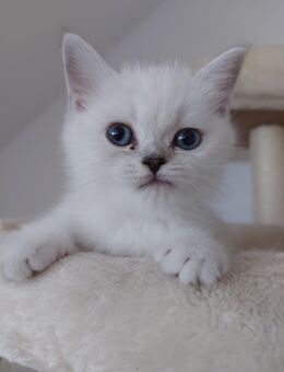 BKH Silver Shaded Kitten - Bad Nauheim