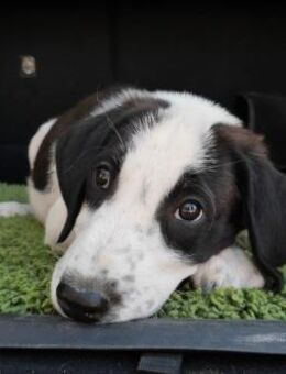 Panda - unser großer Kuschelbär - Gerlingen