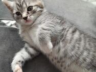 Baby Katze zu verkaufen - Herford (Hansestadt)