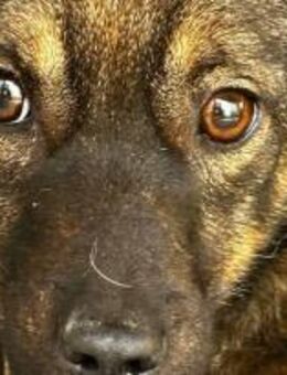 Lali ist eine schüchterne Hündin 🐾 - Elsdorf (Nordrhein-Westfalen)