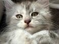 XXL Reinrassige Maine Coon Bärchen mit Stammbaum in 50189