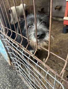 Balduin - Schnauzer-Mix, lieb u. dankbar - Alfdorf