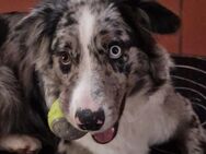 Border Collie Blue Merle - Mickhausen