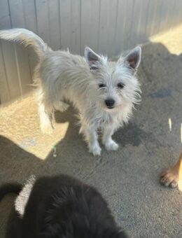 Fynni sucht Anschluss - Celle