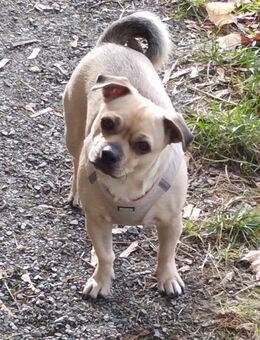 Mops-Jack Russel-Mix - Annaberg-Buchholz