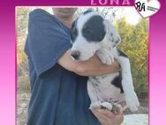 ❤LUNA❤ - SONNENSCHEIN SUCHT ZUHAUSE! - Alfeld (Leine)