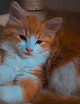Hübsches Maine Coon Mädchen sucht ein Zuhause - Duisburg