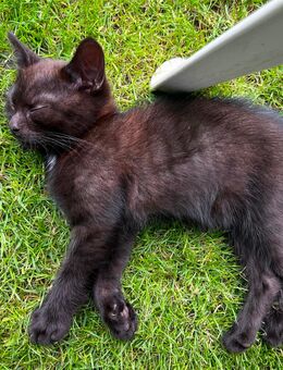 Kitten, Katze, Katzenbabys suchen liebevolle Eltern - Hamburg