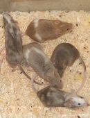 Farbmäuse Weibchen in 37586