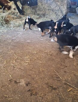 Appenzeller Sennenhund Welpen - Fronreute