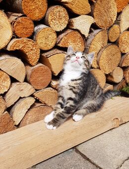 Kleiner Kater - Bergen (Regierungsbezirk Oberbayern)