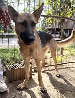 Missy - eine Schönheit zum Verlieben - Köln