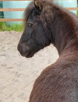 Ponyreiten für die kleinen in den Sommerferien - Moormerland