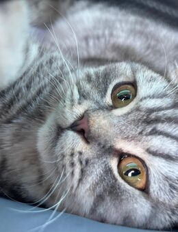 Britisch Kurzhaar Katze - Kirkel