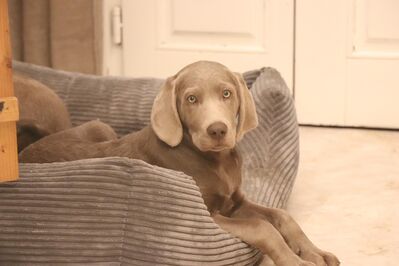 Labmaraner Welpen ( Labrador - Weimaraner)