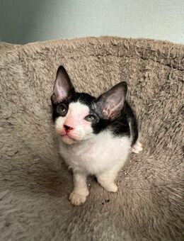 Wunderschöne Sphynx Kitten (Brush/Velour) suchen liebevolles Zuhause 🐾 - Molbergen