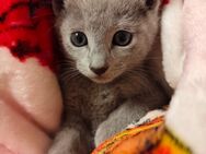 Russisch Blau Kitten - Oberhausen