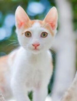 ROCKY - schmusig und total verspielt! - Sulzbach-Laufen