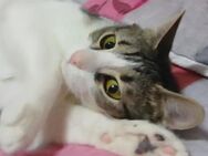🆘 HILFE für Ina & Yana🆘leben im KÄFIG - Eislingen (Fils)
