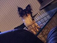 1 wunderschöner Chihuahua rüden abzugeben - Heinsberg Zentrum
