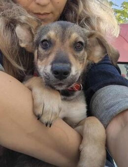 Balou 3 mon. - Finning
