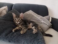 Mäxchen sucht ein neues Zuhause - Ockenheim