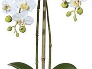 Kunstpflanze Orchidee Phalaenopsis Orchidee, Creativ green, Höhe 43 cm, im Keramiktopf
