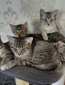 Sibirische Waldkatze, Neva Masquarade in 27245