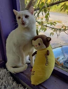 Verschmustes sanftes Katerchen KALIN ♥️ - München