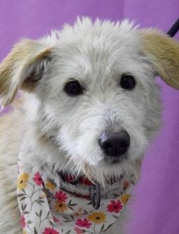 Megan wartet ab Januar in Hannover! - Rosengarten (Niedersachsen)