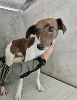 Ruhige Zelda - Eichenzell