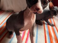 Canadian Sphynx Kitten suchen - Mittenwalde (Landkreis Dahme-Spreewald)