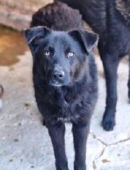 Die liebe Willow ist eine Schönheit! - Karben