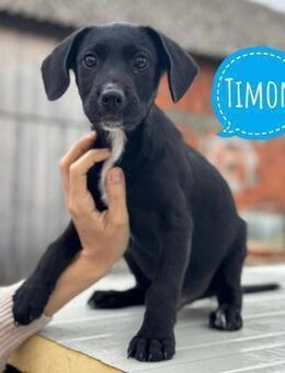 Timon ein kleiner Engel - Flörsheim-Dalsheim