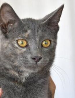 Hübsche Sally sucht Zuhause - Neuss