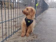 Maltipoo - Berlin