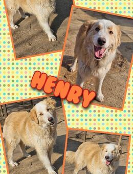 Henry- sucht liebevolle Familie - Nürnberg