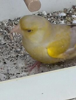 Grünfinken - Nieder-Olm Nieder-Olm