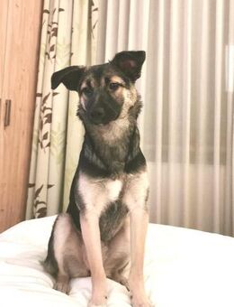 Junghündin Enya sucht Hütehundzuhause - Berlin