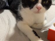 Katzen Dame bkh mix - Emmerthal